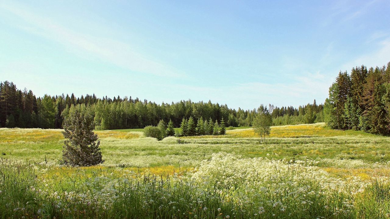 Wallpaper flowers, field, summer, fir-trees, sky, dandelions, june
