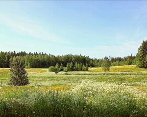 Preview wallpaper flowers, field, summer, fir-trees, sky, dandelions, june