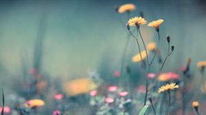 Preview wallpaper flowers, field, summer, close-up, blurring