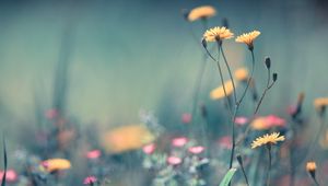 Preview wallpaper flowers, field, summer, close-up, blurring