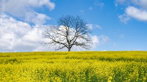 Preview wallpaper flowers, field, tree, branches, nature