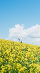 Preview wallpaper flowers, field, tree, dry, clouds