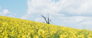 Preview wallpaper flowers, field, tree, dry, clouds