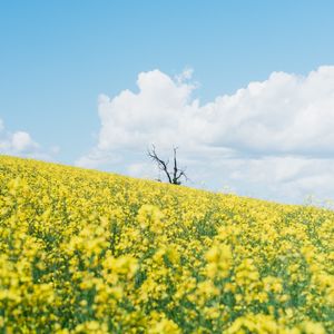 Preview wallpaper flowers, field, tree, dry, clouds