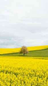 Preview wallpaper flowers, field, tree, nature, yellow