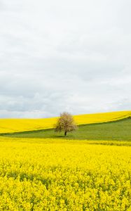 Preview wallpaper flowers, field, tree, nature, yellow