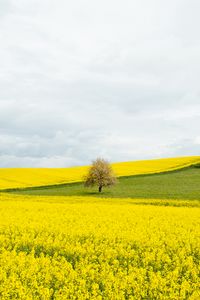 Preview wallpaper flowers, field, tree, nature, yellow