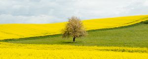 Preview wallpaper flowers, field, tree, nature, yellow