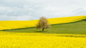 Preview wallpaper flowers, field, tree, nature, yellow