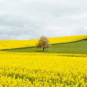 Preview wallpaper flowers, field, tree, nature, yellow