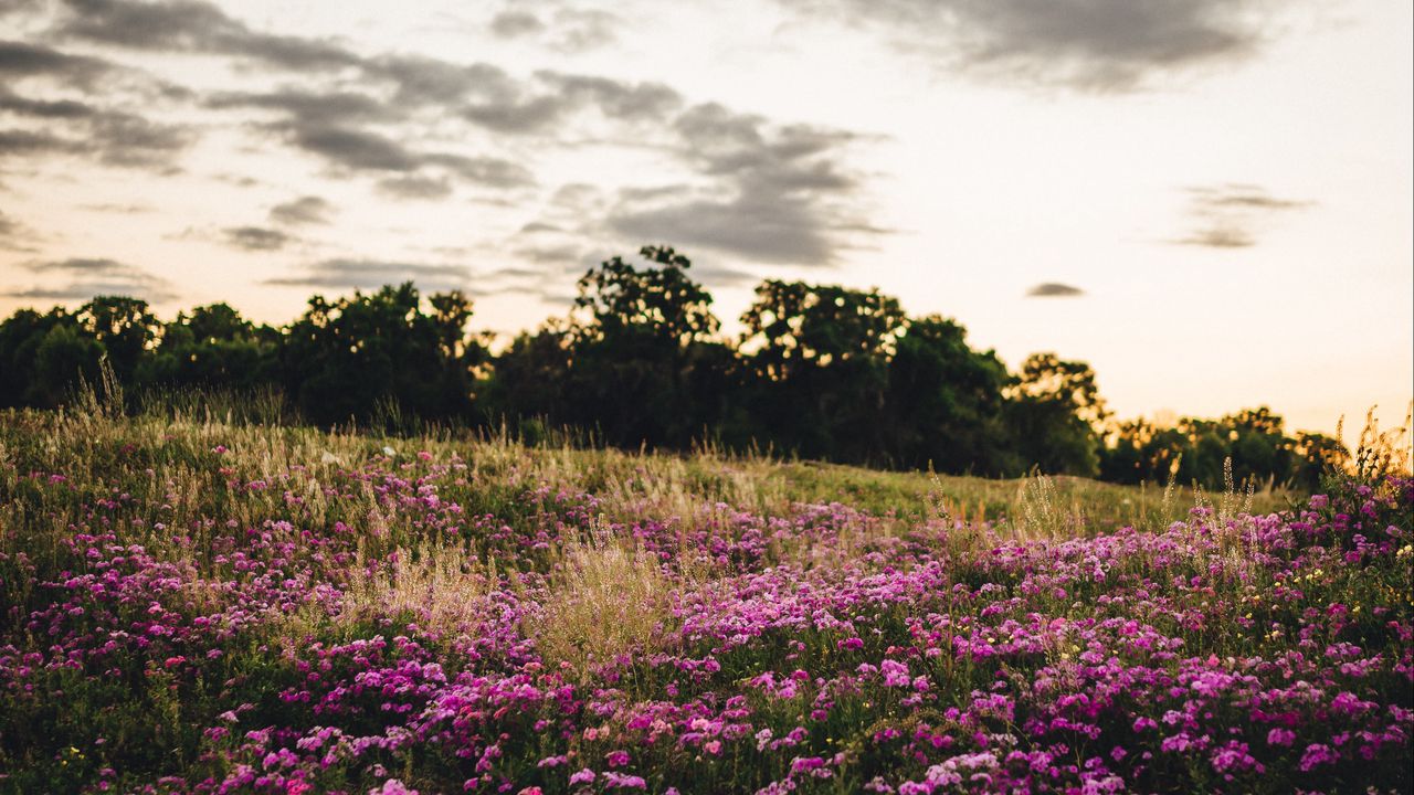 Wallpaper flowers, field, trees, nature, landscape