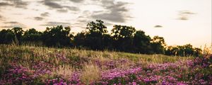Preview wallpaper flowers, field, trees, nature, landscape
