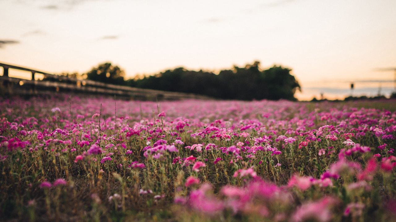 Wallpaper flowers, field, trees, nature