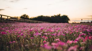 Preview wallpaper flowers, field, trees, nature