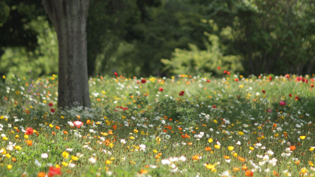 Wallpaper flowers, field, trees, landscape, nature