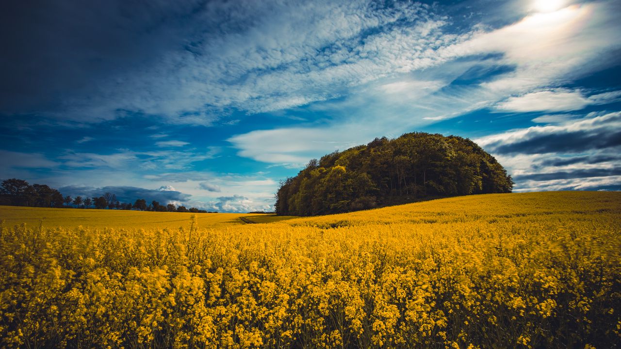 Wallpaper flowers, field, trees, landscape