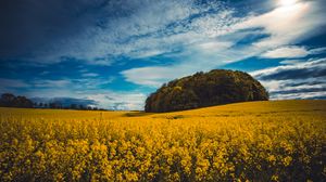 Preview wallpaper flowers, field, trees, landscape