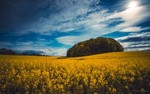 Wallpaper flowers, lavender, field, plantation, trees, rows hd, picture