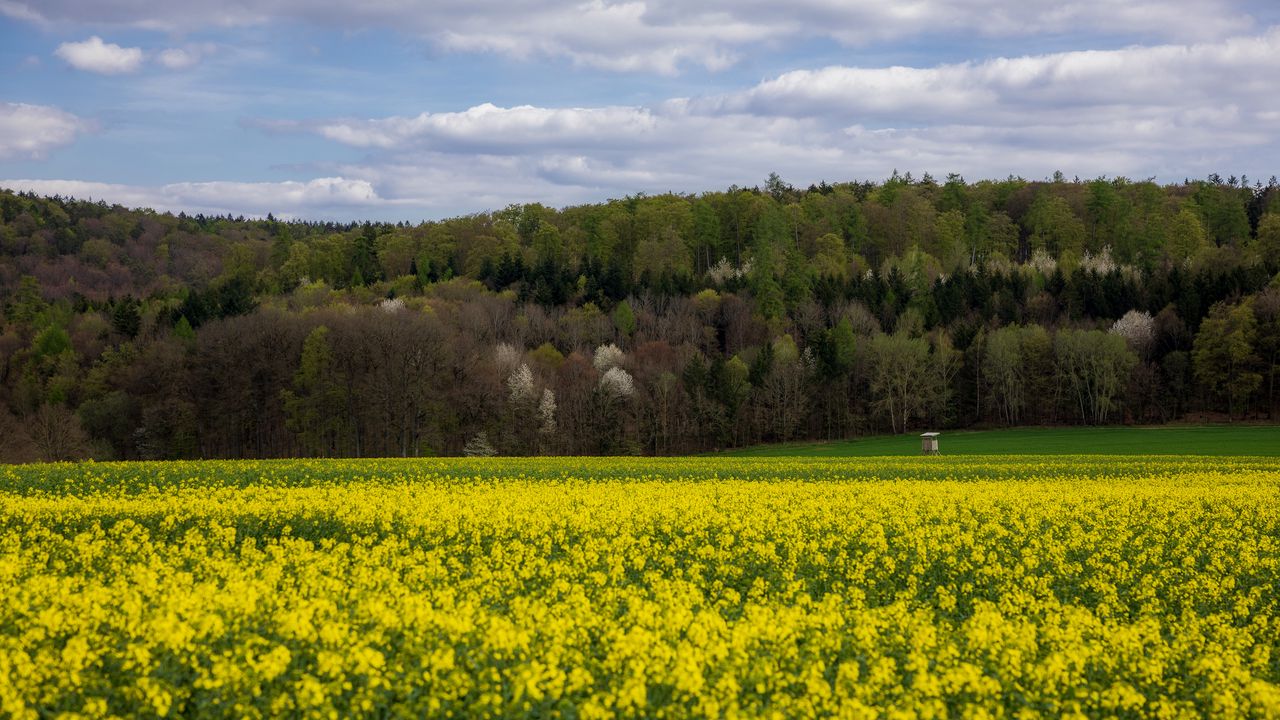 Wallpaper flowers, field, trees, forest, landscape