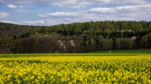 Preview wallpaper flowers, field, trees, forest, landscape