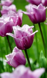 Preview wallpaper flowers, field, tulips, striped, grass, stems