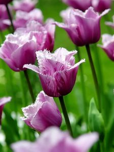 Preview wallpaper flowers, field, tulips, striped, grass, stems