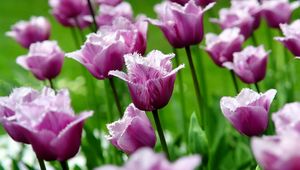 Preview wallpaper flowers, field, tulips, striped, grass, stems