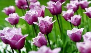 Preview wallpaper flowers, field, tulips, striped, grass, stems