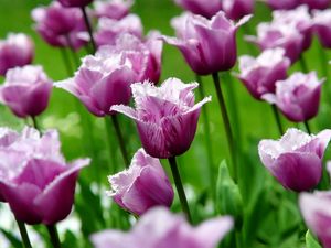 Preview wallpaper flowers, field, tulips, striped, grass, stems