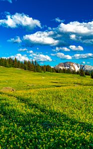 Preview wallpaper flowers, field, valley, trees, mountains, spring
