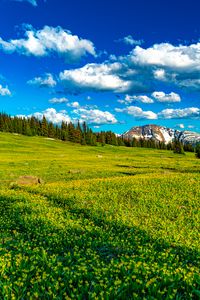 Preview wallpaper flowers, field, valley, trees, mountains, spring