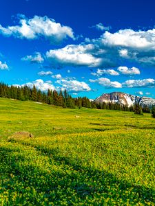 Preview wallpaper flowers, field, valley, trees, mountains, spring