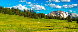 Preview wallpaper flowers, field, valley, trees, mountains, spring