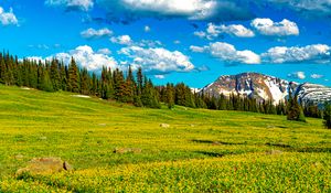Preview wallpaper flowers, field, valley, trees, mountains, spring