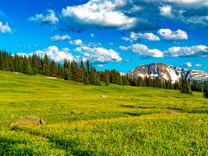 Preview wallpaper flowers, field, valley, trees, mountains, spring