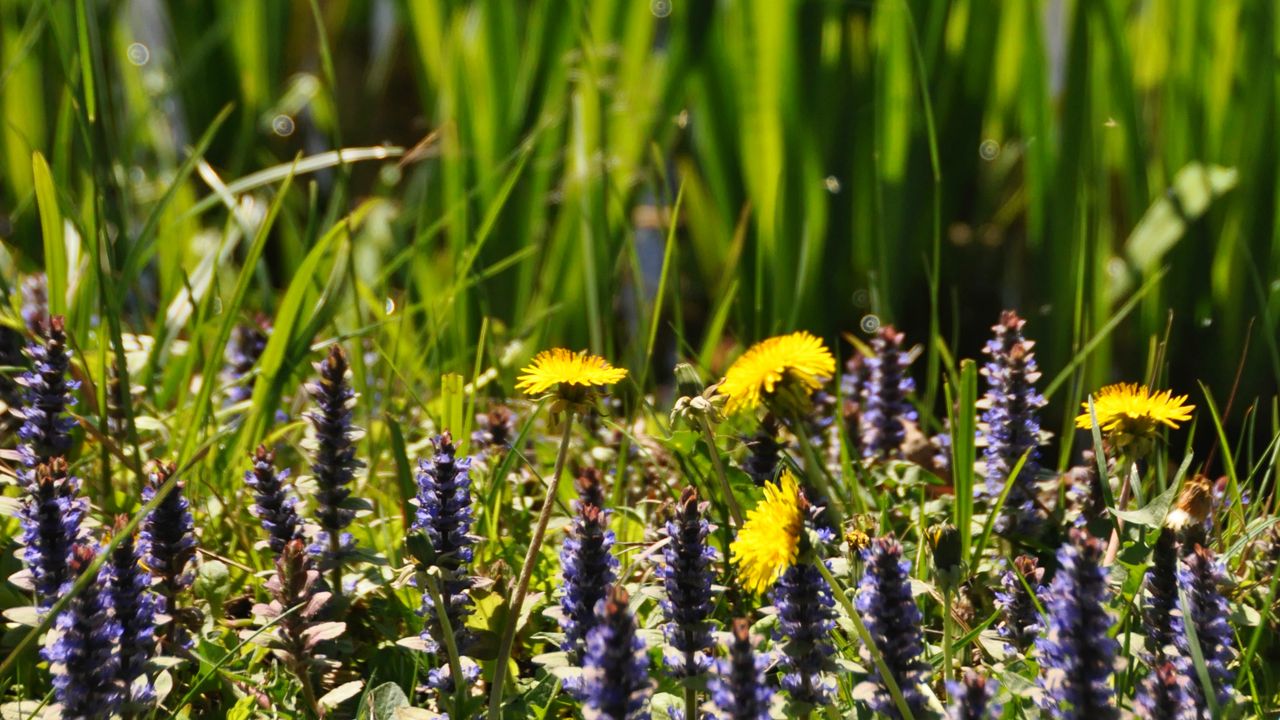 Wallpaper flowers, field, wild flowers, plants, grass, summer