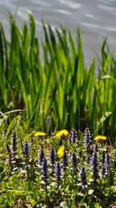 Preview wallpaper flowers, field, wild flowers, plants, grass, summer