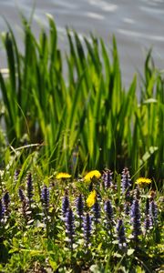 Preview wallpaper flowers, field, wild flowers, plants, grass, summer