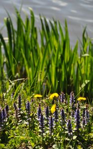 Preview wallpaper flowers, field, wild flowers, plants, grass, summer