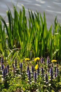 Preview wallpaper flowers, field, wild flowers, plants, grass, summer