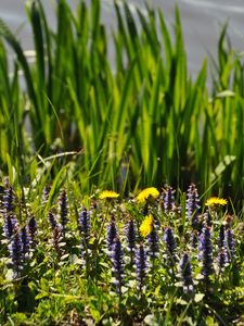 Preview wallpaper flowers, field, wild flowers, plants, grass, summer