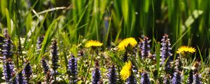 Preview wallpaper flowers, field, wild flowers, plants, grass, summer