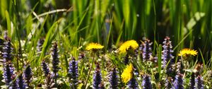 Preview wallpaper flowers, field, wild flowers, plants, grass, summer