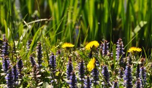 Preview wallpaper flowers, field, wild flowers, plants, grass, summer