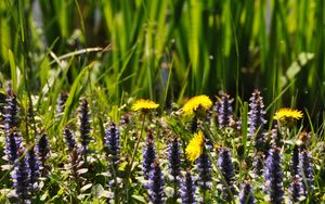 Preview wallpaper flowers, field, wild flowers, plants, grass, summer