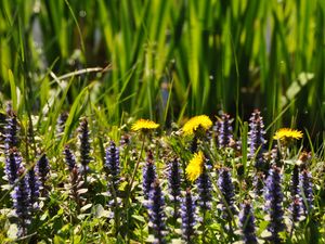 Preview wallpaper flowers, field, wild flowers, plants, grass, summer