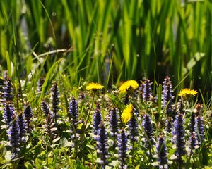 Preview wallpaper flowers, field, wild flowers, plants, grass, summer