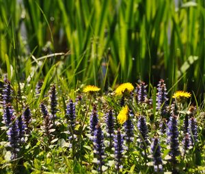 Preview wallpaper flowers, field, wild flowers, plants, grass, summer