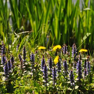 Preview wallpaper flowers, field, wild flowers, plants, grass, summer