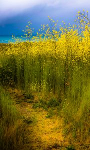 Preview wallpaper flowers, field, yellow, plants, sky, nature